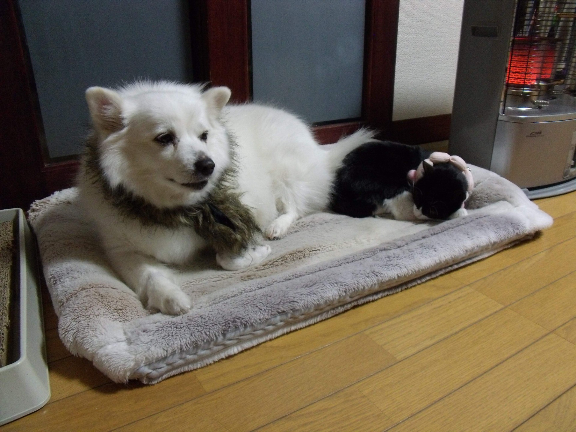 ベッドがせまい