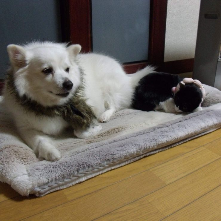 ベッドがせまい