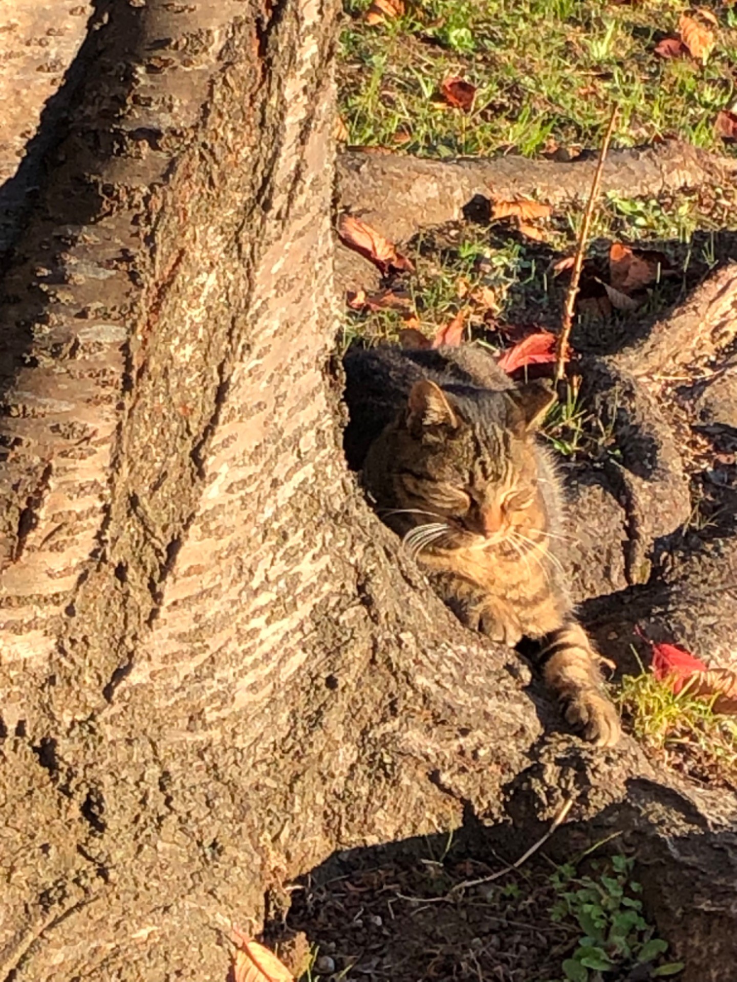 お師匠さま