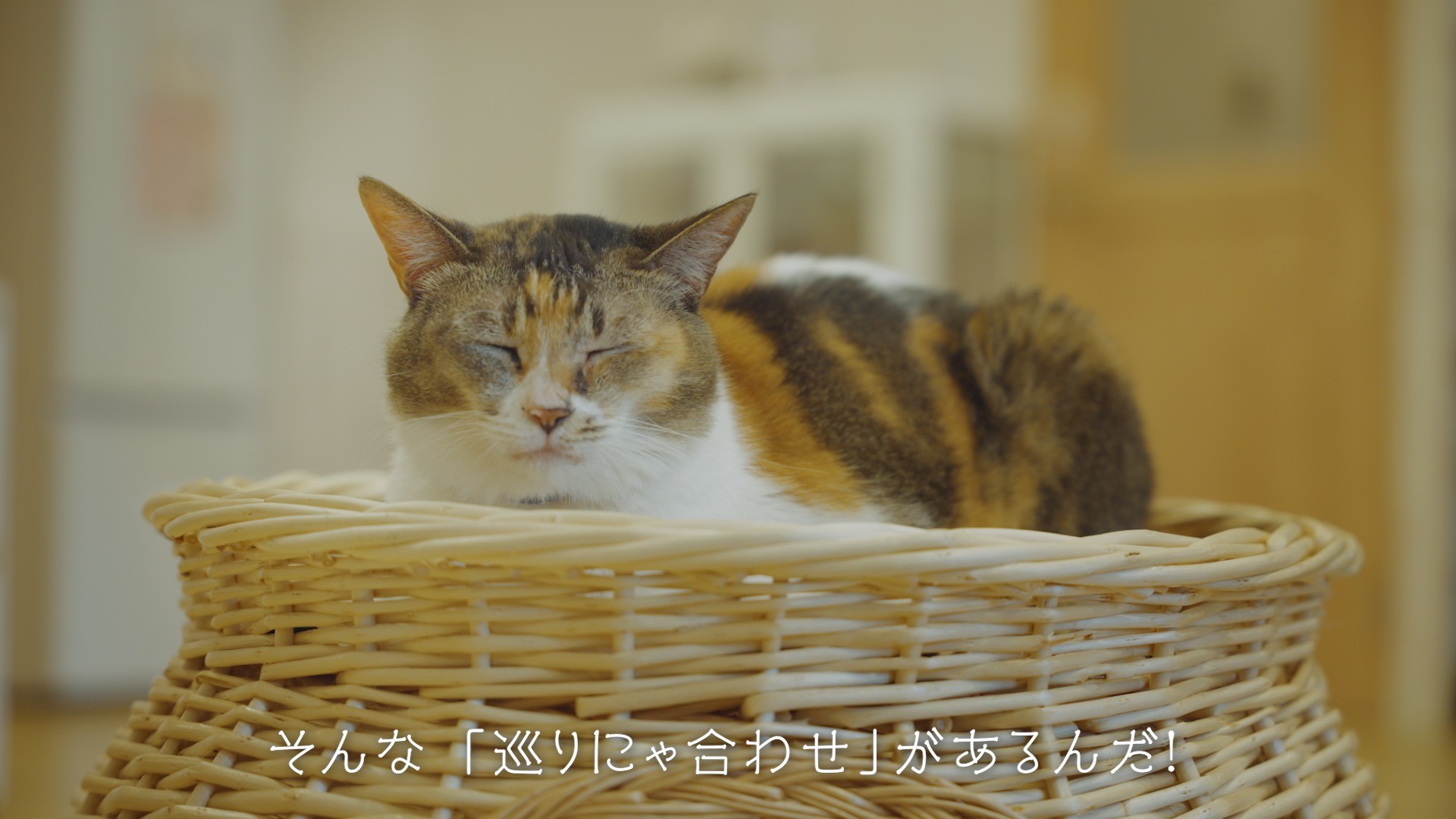 巡りにゃ合わせ　〜買わずに迎える出会い〜