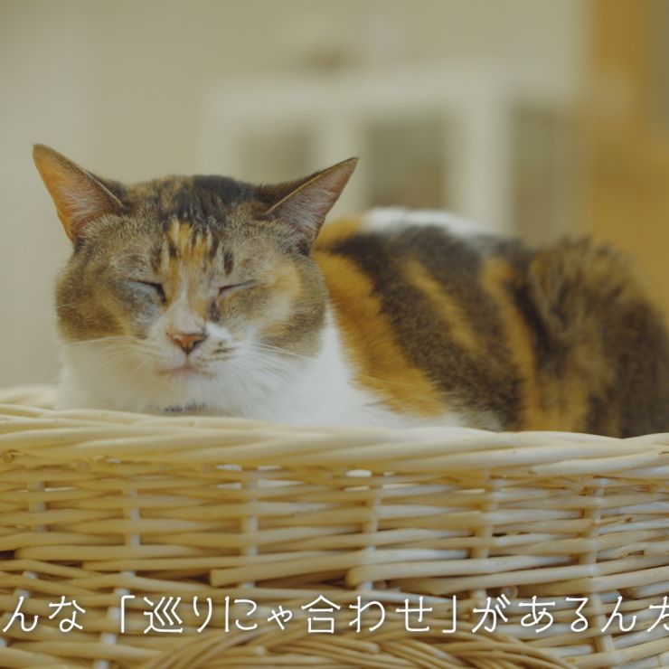 巡りにゃ合わせ　〜買わずに迎える出会い〜