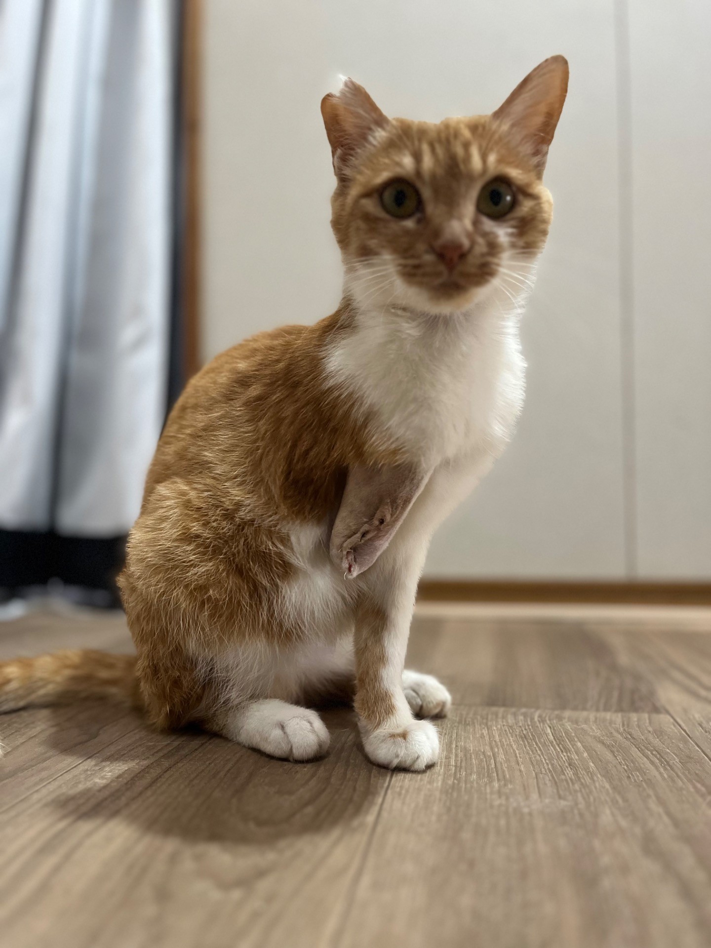 私は最強！