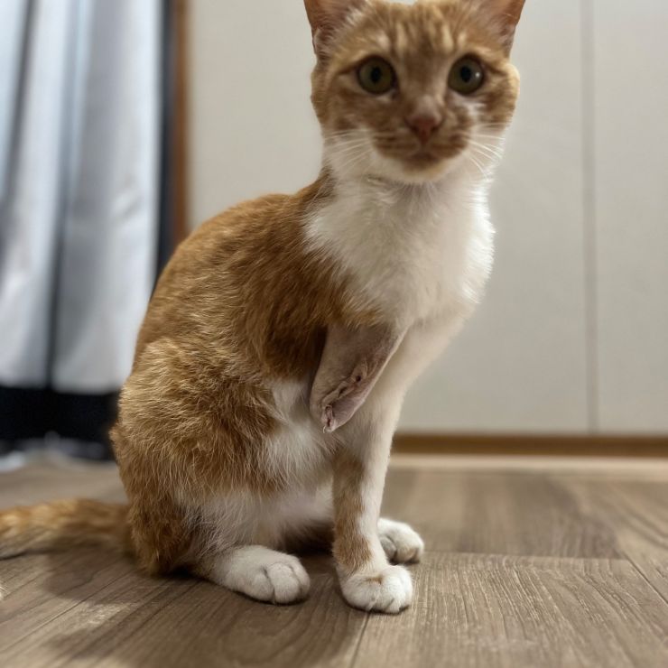 私は最強！