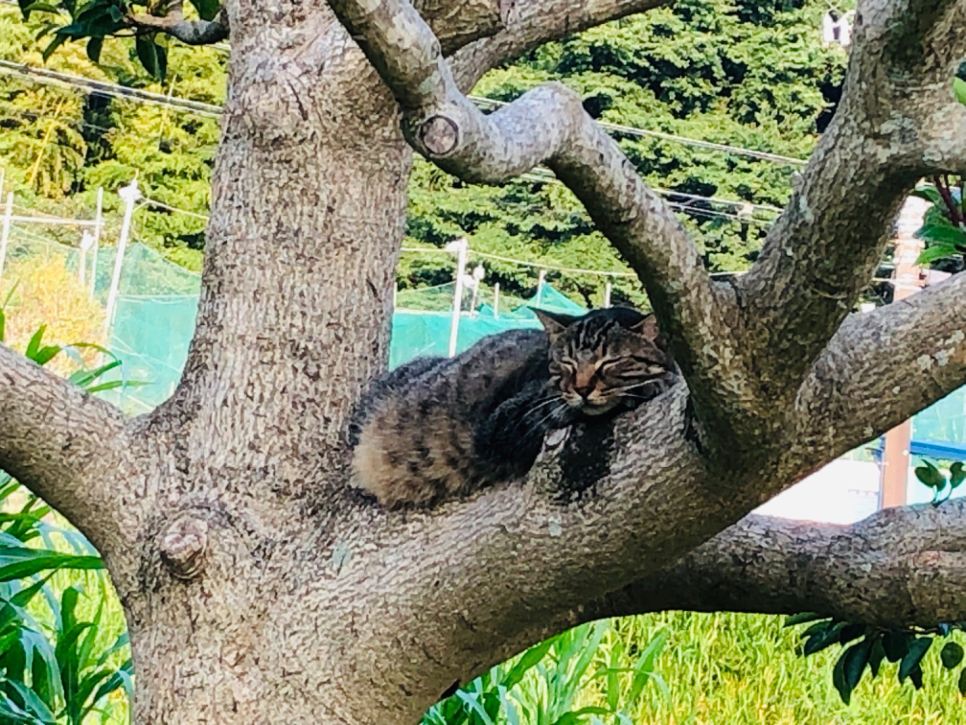 木登り名猫
