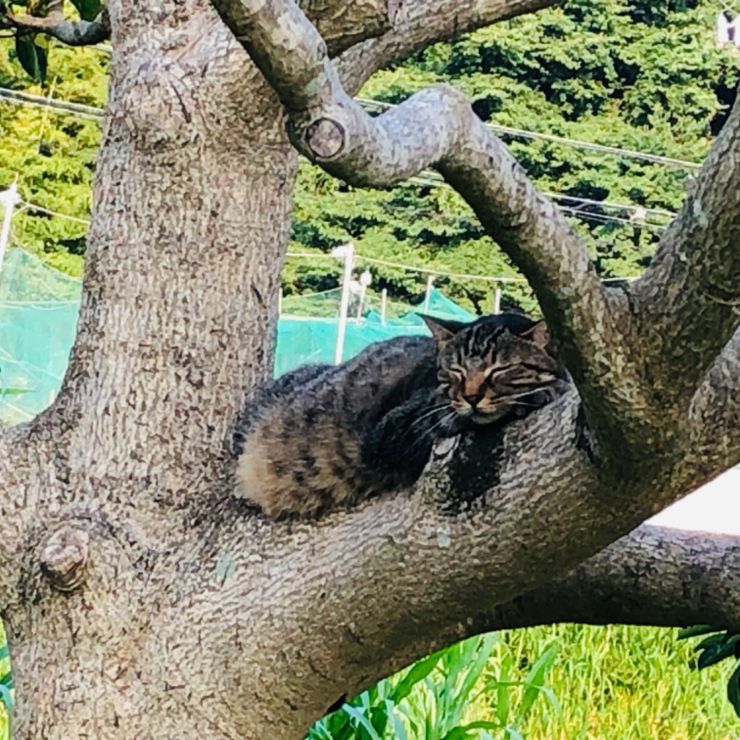 木登り名猫