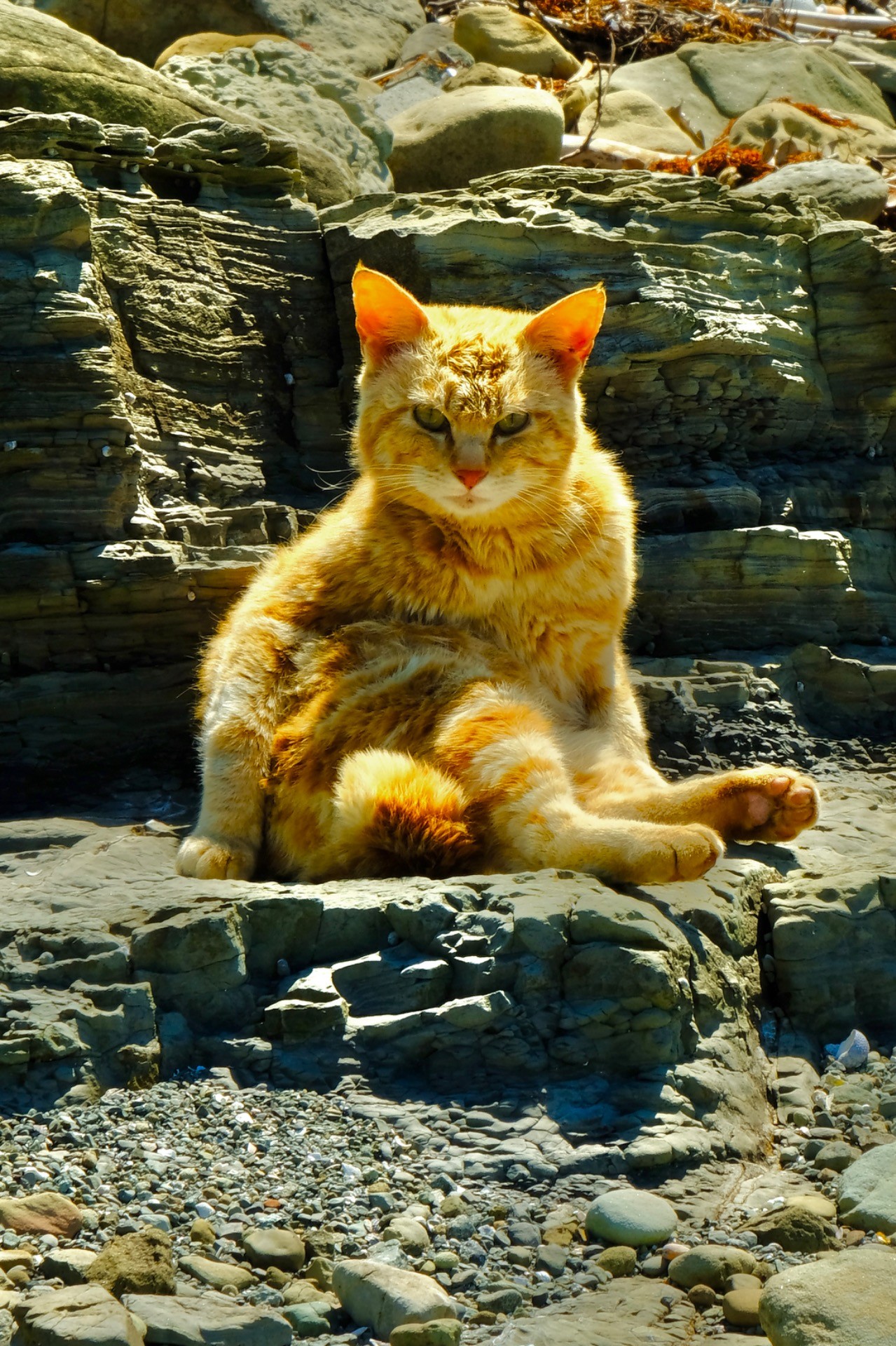 長崎県のとある島の猫