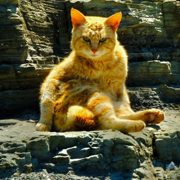 長崎県のとある島の猫